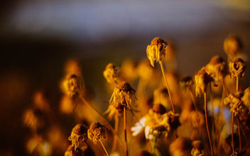 Summer - Kostenloses image #318035